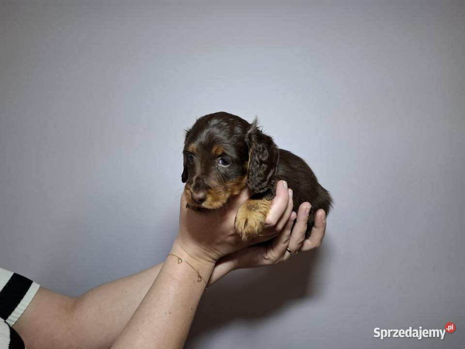 Jamnik długowłosy czekoladowy merle Dauschaund Jamnik Żychlin