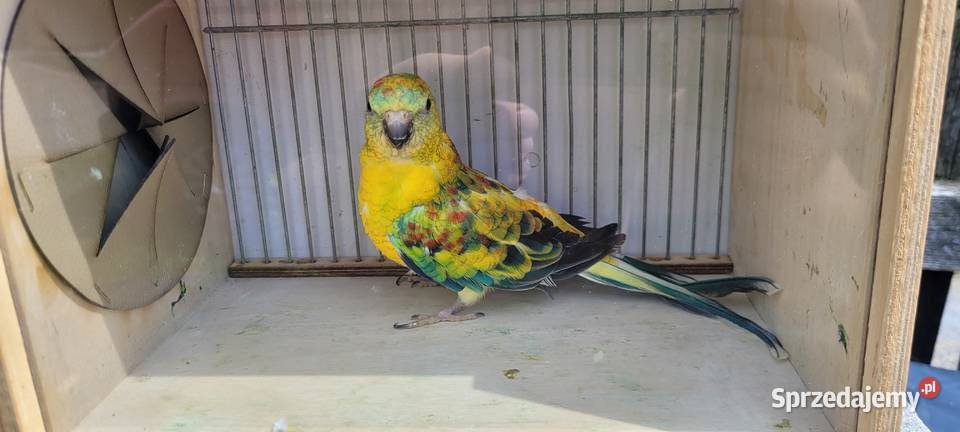 Świergotki orange Polanka Wielka