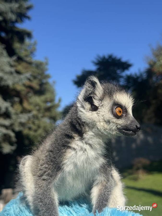 Na sprzedaż młody samiec lemur katta Pozostałe