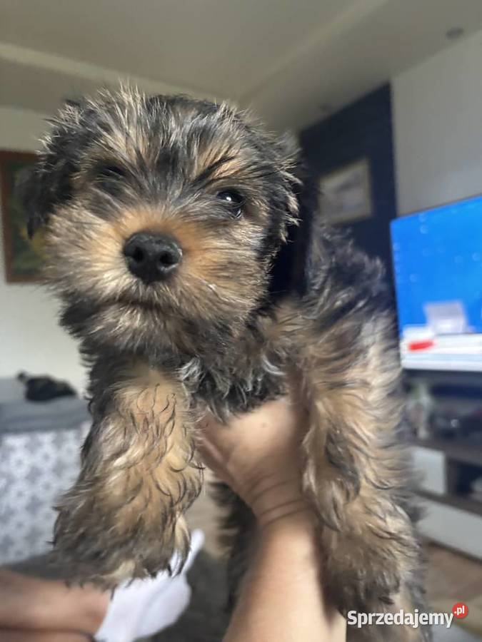 Piękny piesek York będzie o złotym umaszczeniu Wysokie