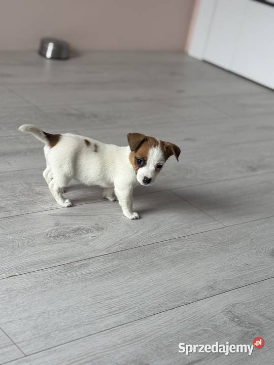 Jack Russell Terrier suczka Częstochowa