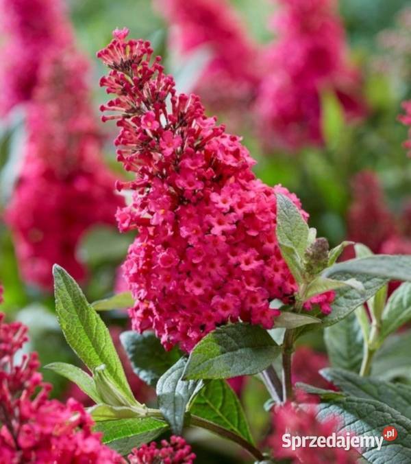 BUDLEJA BUTTERFLY CANDY LITTLE RUBY sadzonki w Ustronie