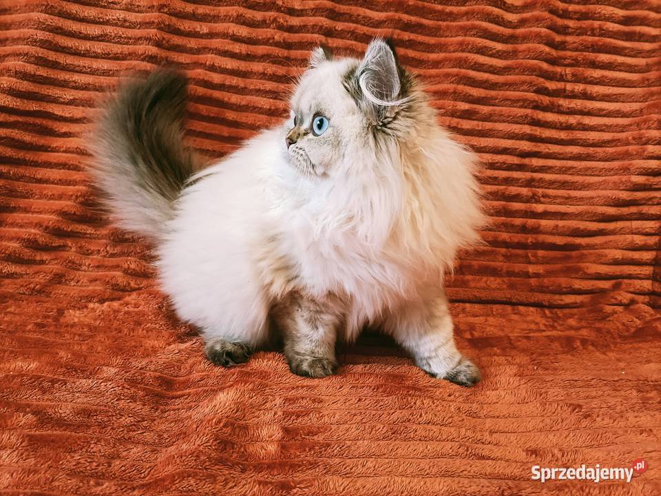 Kot brytyjski kocurek długowłosy point Warszawa sprzedam