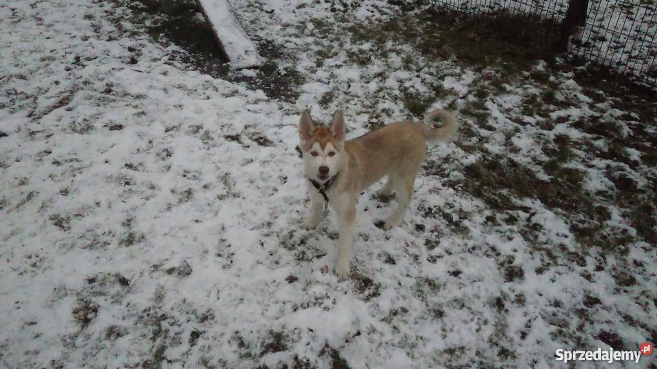 Husky szczeniak Husky