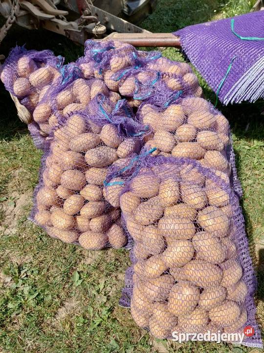 Ziemiaki jadalne Bellarosa Marabel Rośliny okopowe lubelskie Batorz