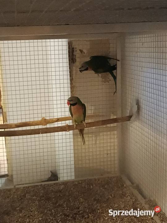 Sliwoglowe i rozowopiersne Żory