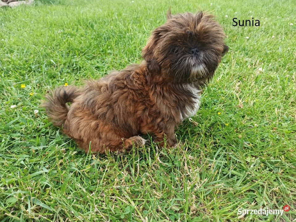 Psiaki z domowej hodowli Shih Tzu Nosów-Kolonie