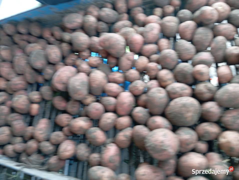 Sprzedam ziemniaki Pacanów