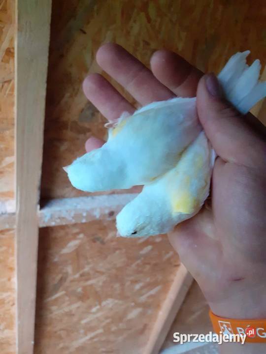 Kanarki mozaiki 3 pary