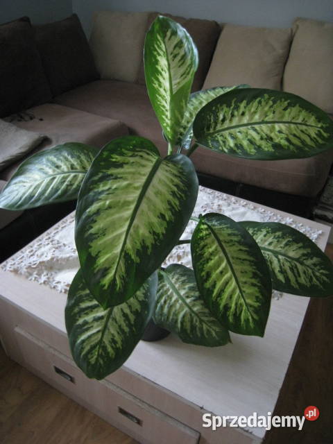 Difenbachia kwiat doniczkowy Pozostałe Częstochowa