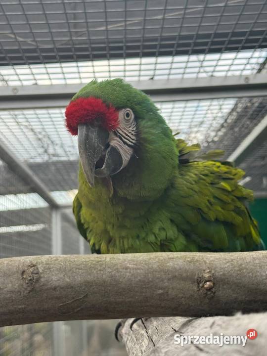Ara militaris samiec do rozrodu sprzedam