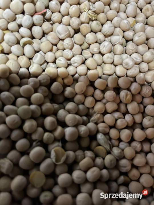 Groch ozimy odmiany DEXTER lubelskie Dębowa Kłoda