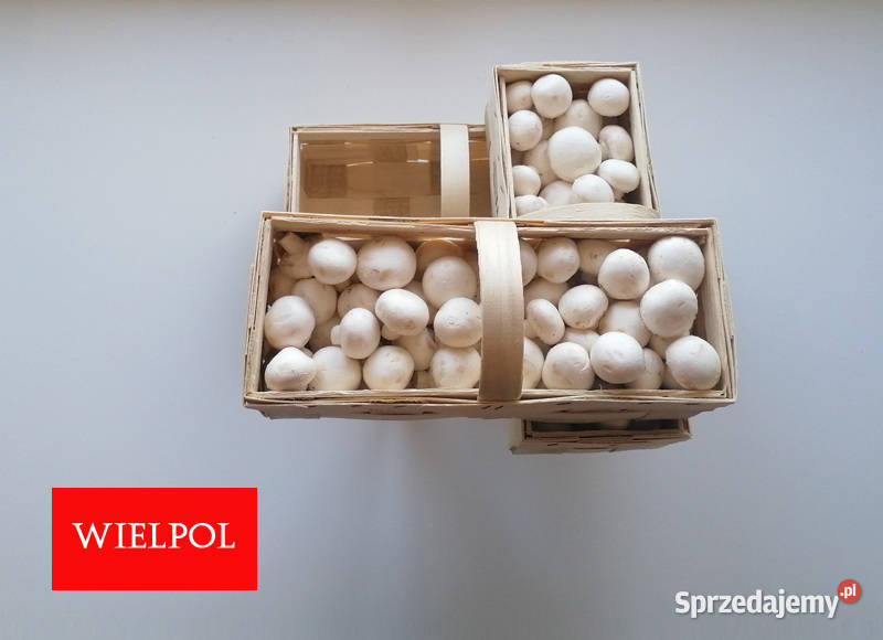 Opakowania do białych pieczarek białej pieczarki wielkopolskie