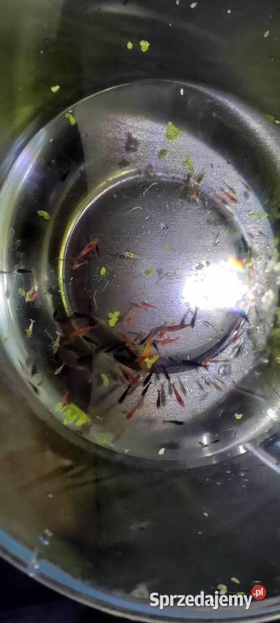 Neocaridina Krewetki Kundelki Ryby Kraków