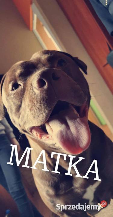 Sprzedam szczeniaki rasy American Pit Bull