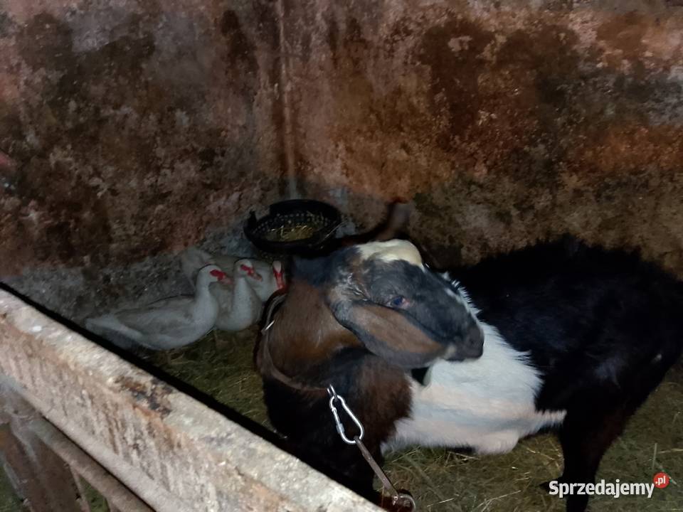 Kozioł Cap małopolskie