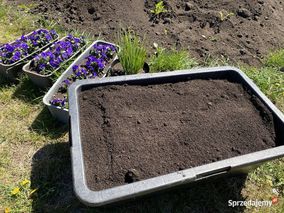 WERMIKOMPOSTBIOHUMUS STAŁY naturalny nawóz do