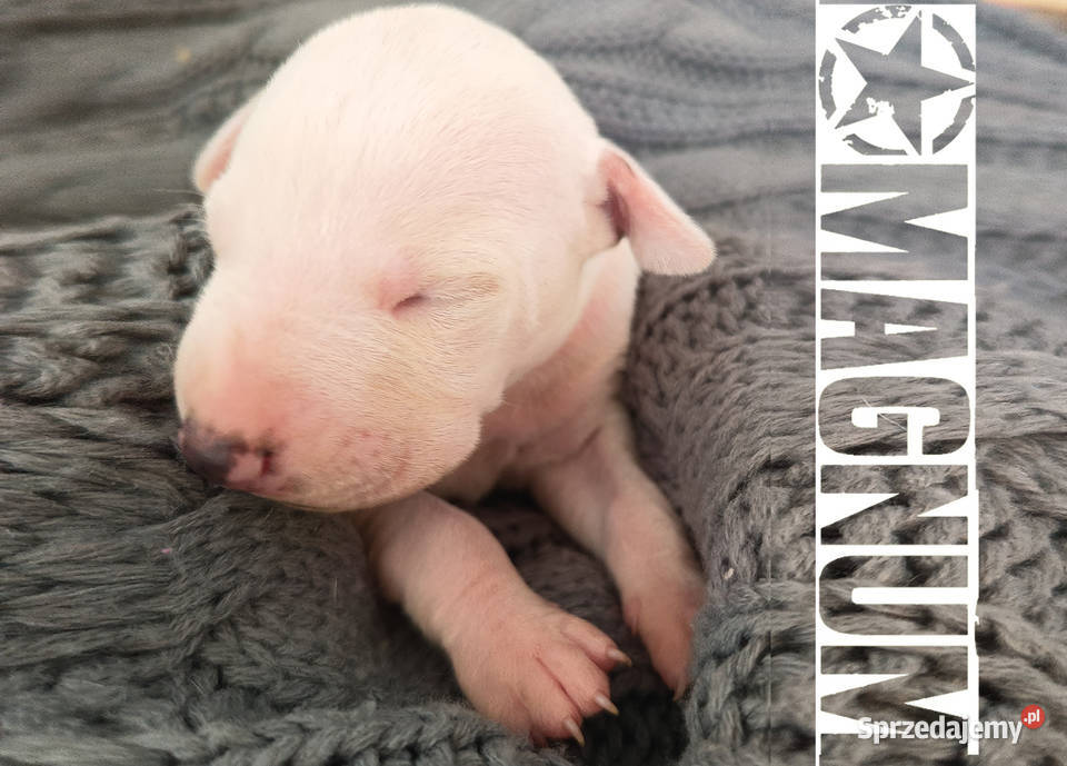 MAGNUM Whippet na sprzedaż piękne rasowe zdrowe Pozostałe Poznań
