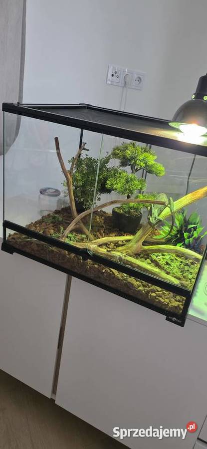 Kameleon jemeński z terarium