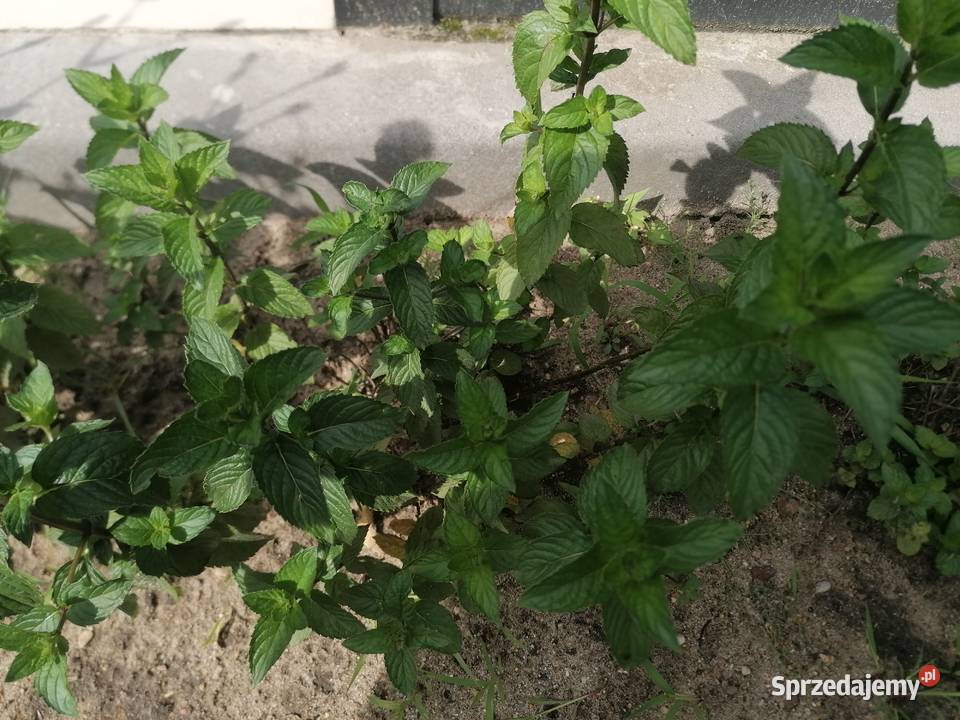 Mięta ogrodowa dojrzała roślinaZioło wieloletnie Łódź