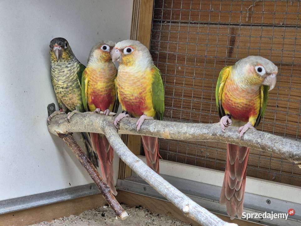 Rudosterka zielonolica Rudosterki zielonolice małopolskie Buków