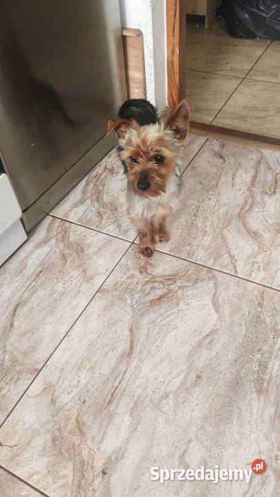 Yorkshire Terrier podkarpackie Jasło