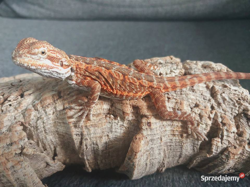 Agama brodata pomorskie Gdynia