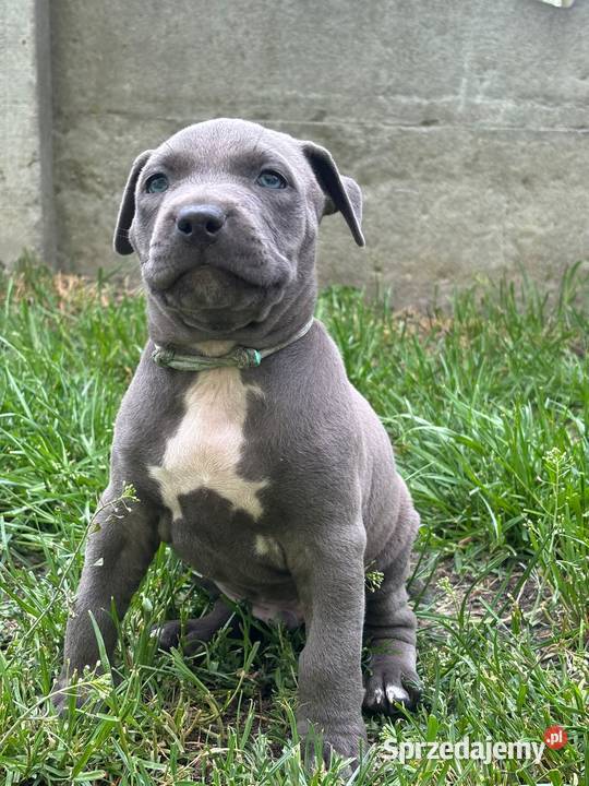 Piękne szczenięta American Staffordshire Terrier Wieruszów
