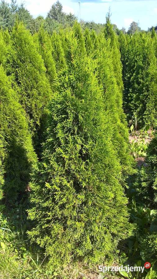 Szmaragd Żywopłot Najtaniej Mszczonów