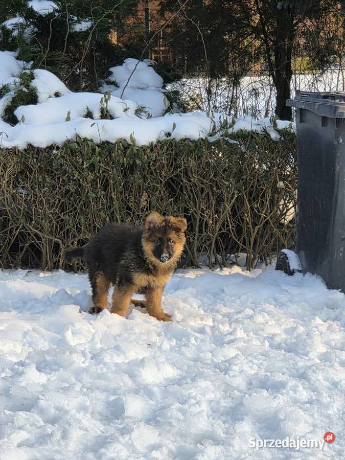 Owczarek niemiecki długowłosy szczeniak kujawsko-pomorskie Grudziądz sprzedam