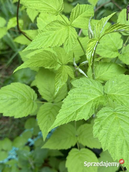 Jeżyna sadzonki Aleksandrów Łódzki