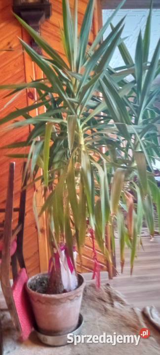 Sprzedam kwiata pomorskie Klukowa Huta