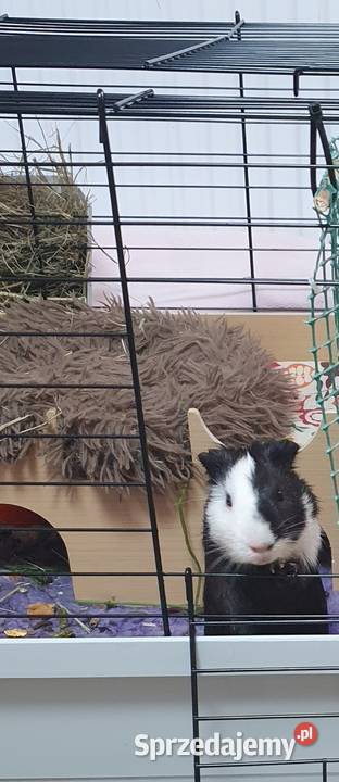 Oddam świnkę morską Gryzonie Malbork