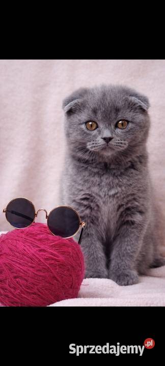 Kotek szkocki zwisłouchy Marki