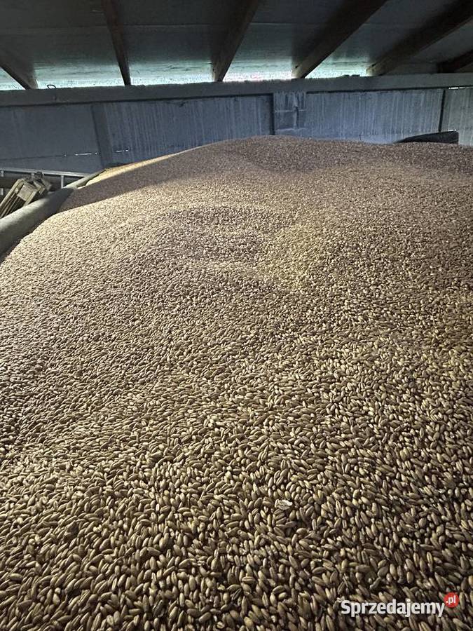 Pszenżyto ozime zbiór 2025 tanio Kielce