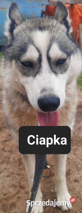 Suczki rasy syberian husky Reda