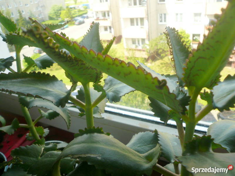 Żyworódka pierzasta lecznicza piękne rośliny eko Kołobrzeg