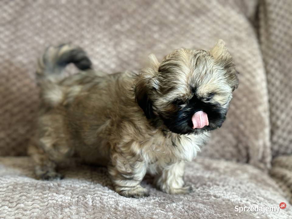 Szczenięta shih tzu Korzeńsko