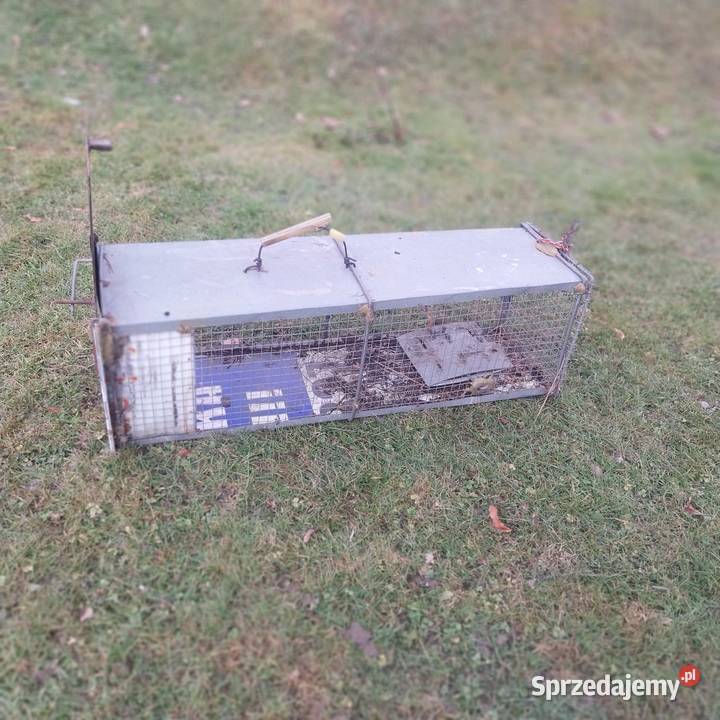 Żywołapka lis kuna wydra małopolskie Makowica