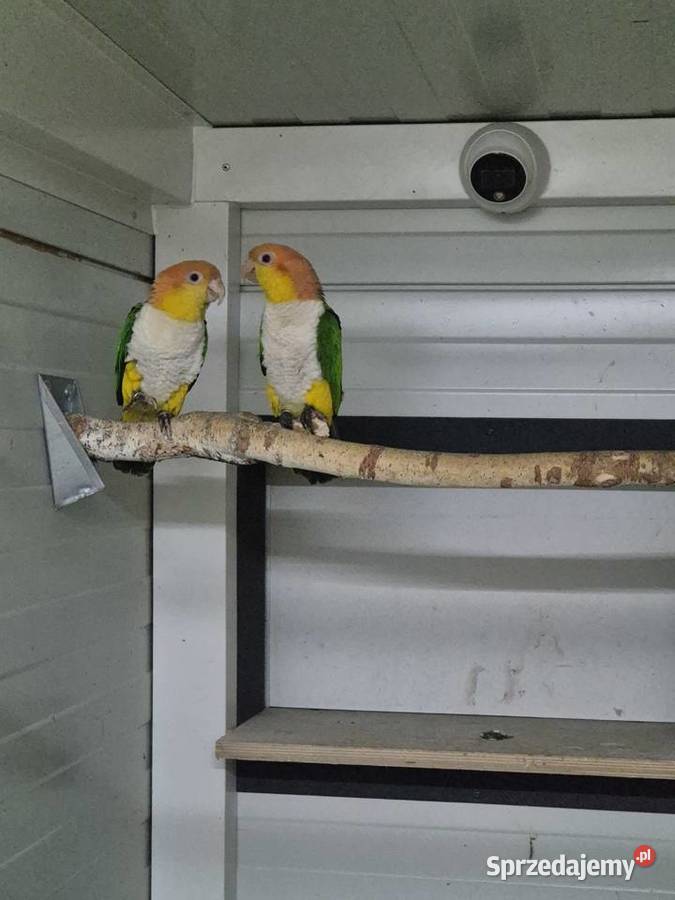 Barwinki pary lęgowe Rakoniewice sprzedam