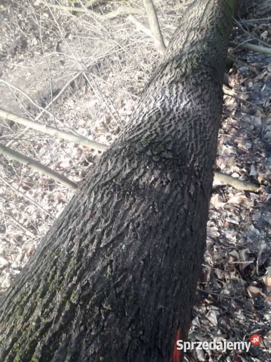 Kłody jesionow zacięte Wiślica