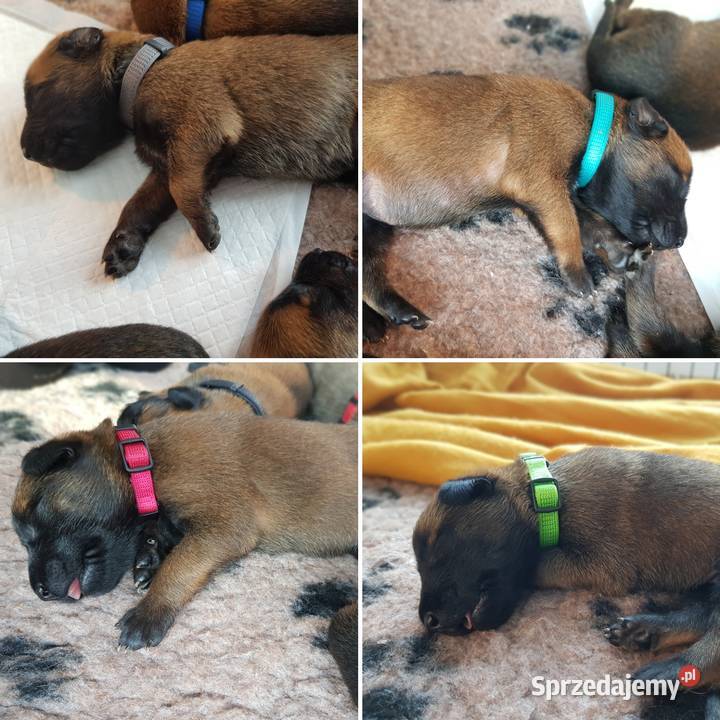 Owczarek Belgijski Malinois Suwałki sprzedam