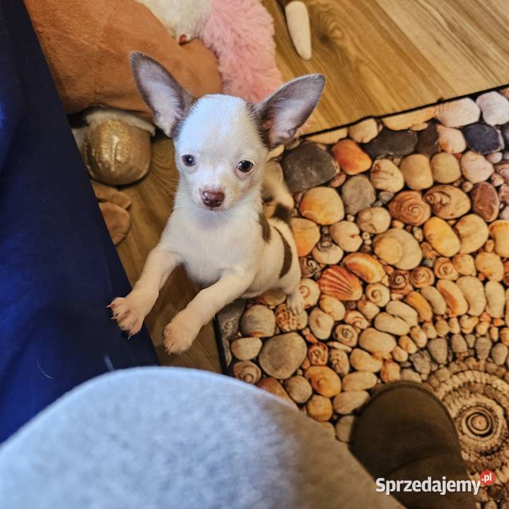 Chihuahua jedyny taki piesek mądry Całuśny Kołobrzeg