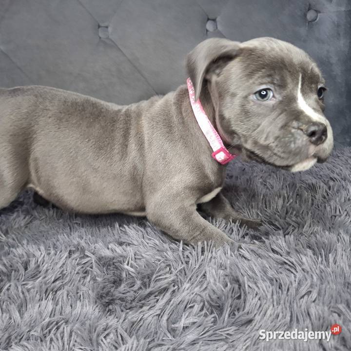 Amstaff szczeniak blue wyprawka metryka czip łódzkie Grabów