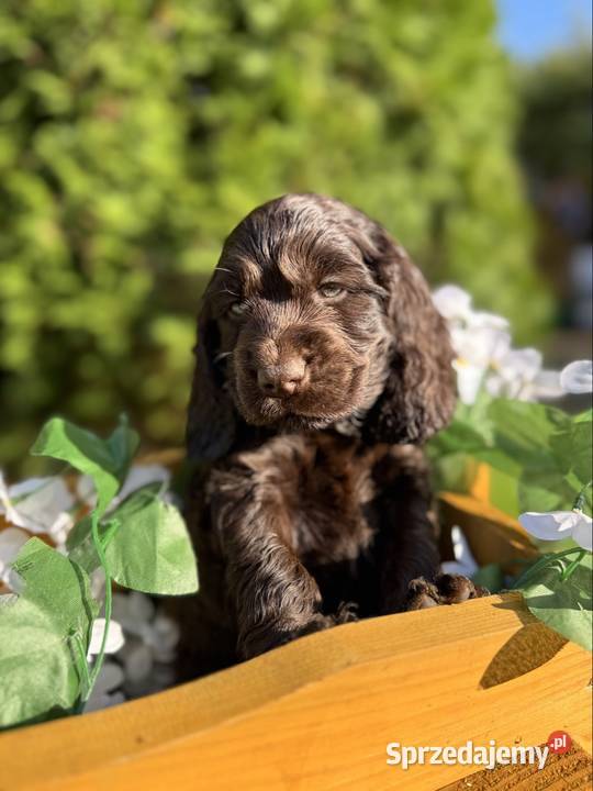 Wyjątkowy czekoladowy piesek Cocker Spaniel Warszawa