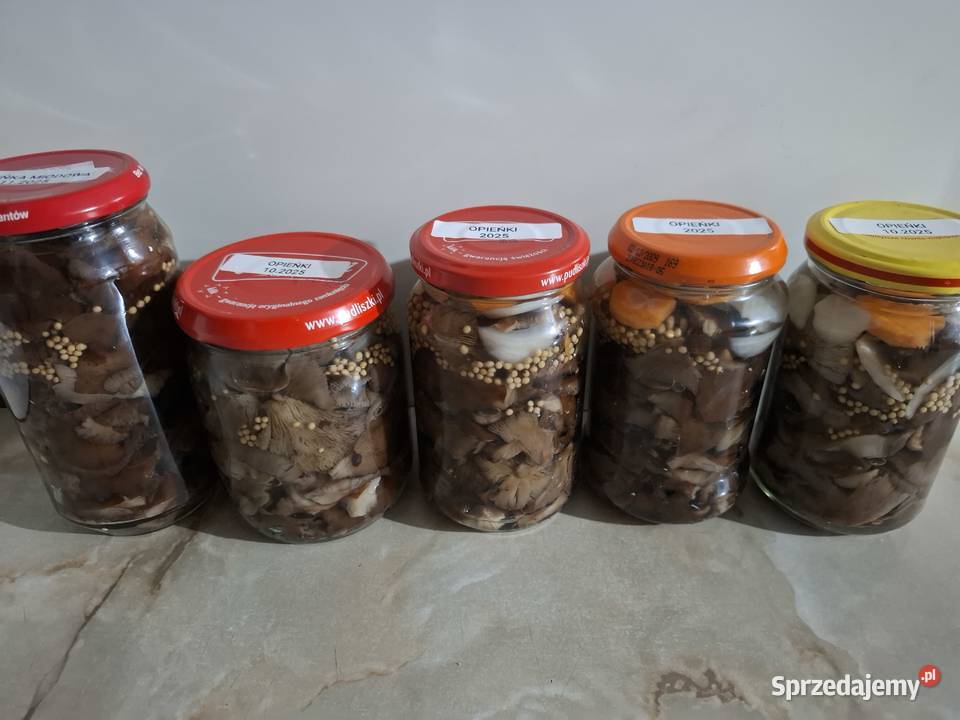 Rydze opieńki kanie gąsówki fioletowawe