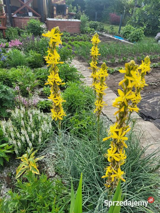 Działka rekreacyjna woda dolnośląskie Wrocław