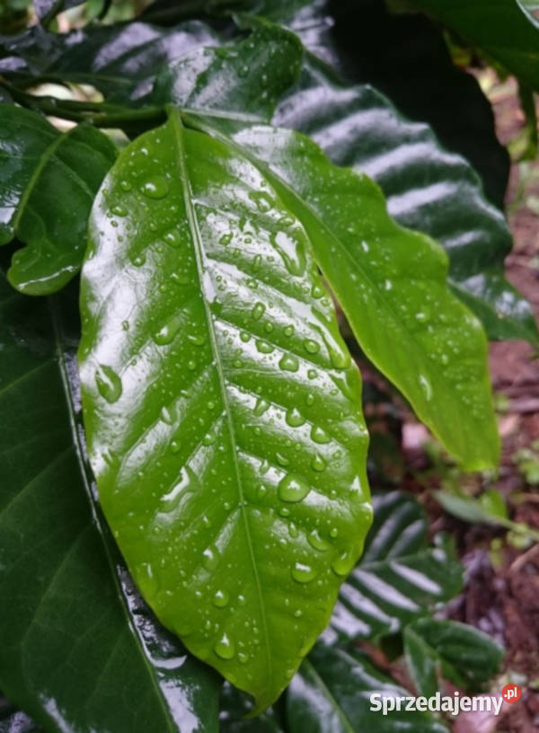 KAWA ARABSKA Coffea arabica NASIONA 100g kujawsko-pomorskie Lubanie