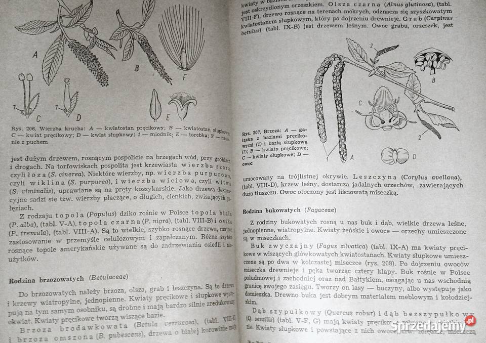 Botanika J Radomski S Tołpa lubelskie Chełm
