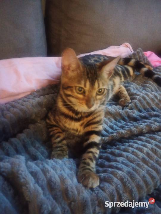 Sprzedam kotkę Bengalską Gorzów Wielkopolski